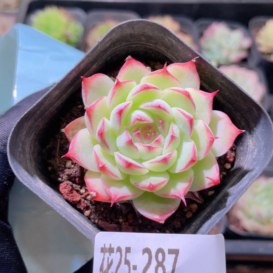 花利美25-287女王玫瑰