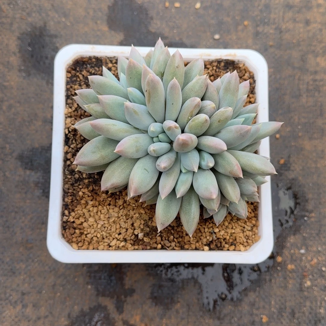 多肉植物哥特萝莉