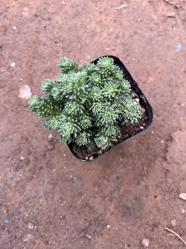 球松老桩多肉植物趣味盆栽绿植桌面装饰