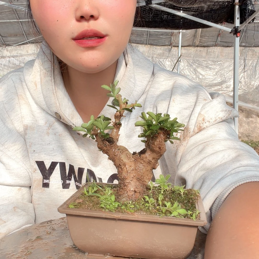 半***翁无花朵刚刚从风风光光个