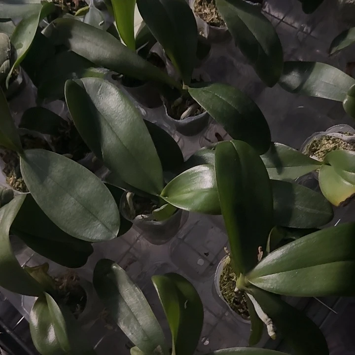 完全开放1.7寸鲑鱼有叶损2颗组合