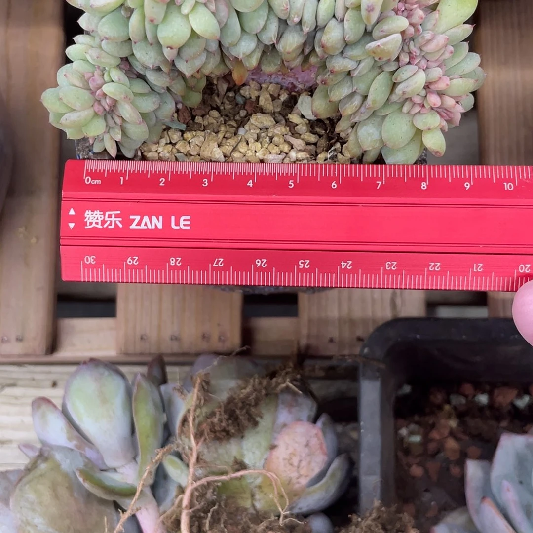 V板糖心星影缀化，冠幅如图所示