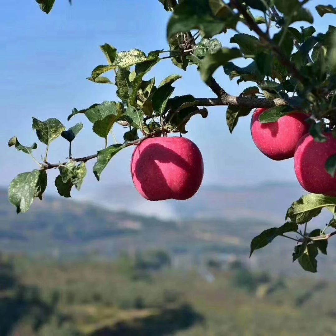 (璇子老家苹果）甘肃庄浪红富士新鲜现摘多汁香甜脆耐储存产地直发