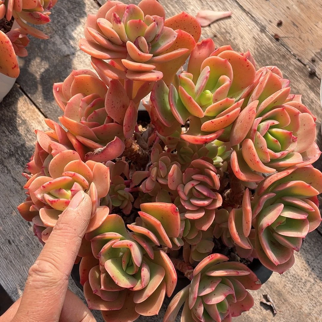 用****4多肉植物一物一拍