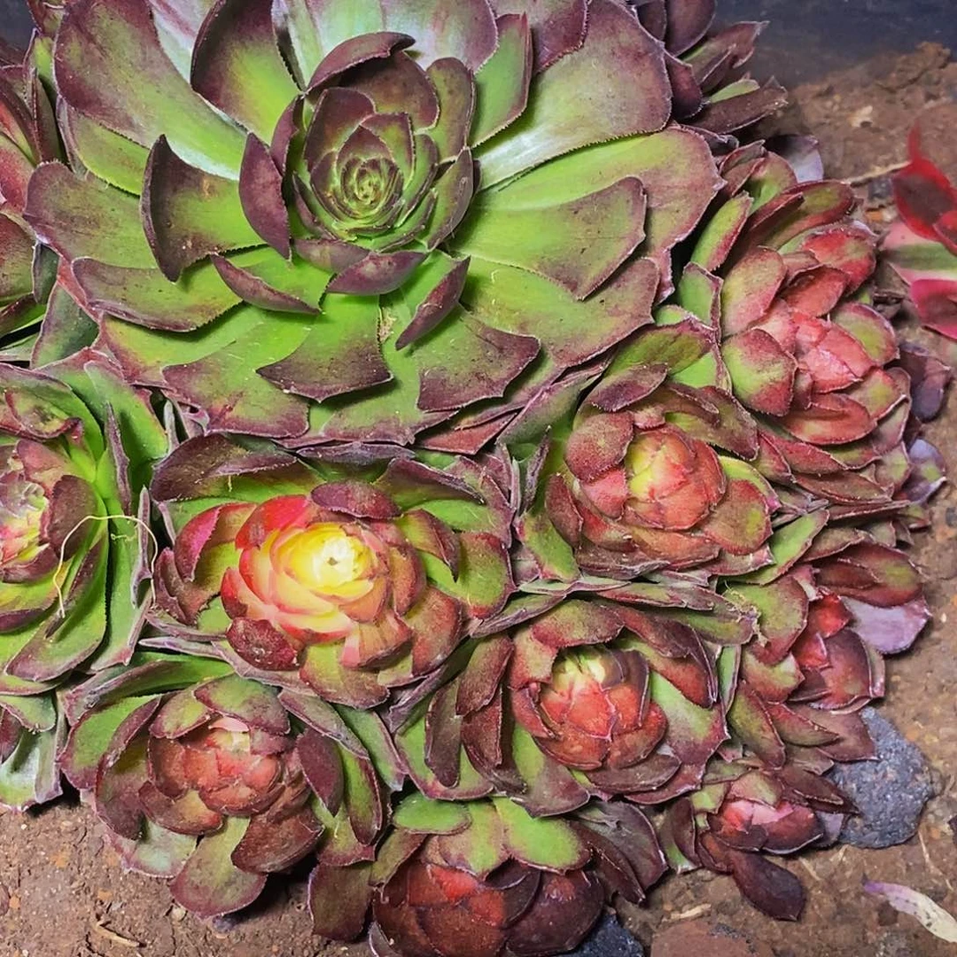 上古园艺多肉法师34