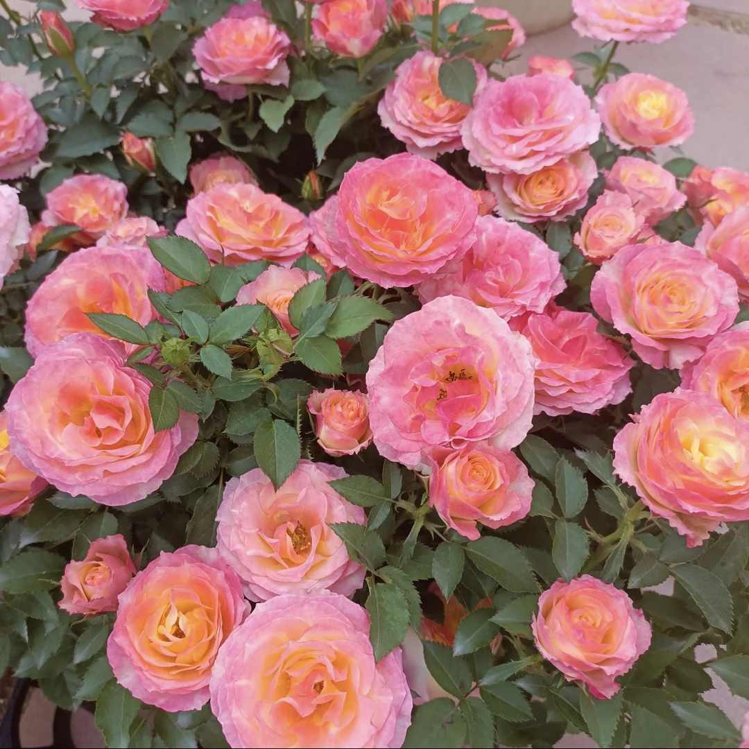 一物一拍1加仑盆【点妆棒棒糖】四季开花月季 庭院阳台盆栽观赏花卉