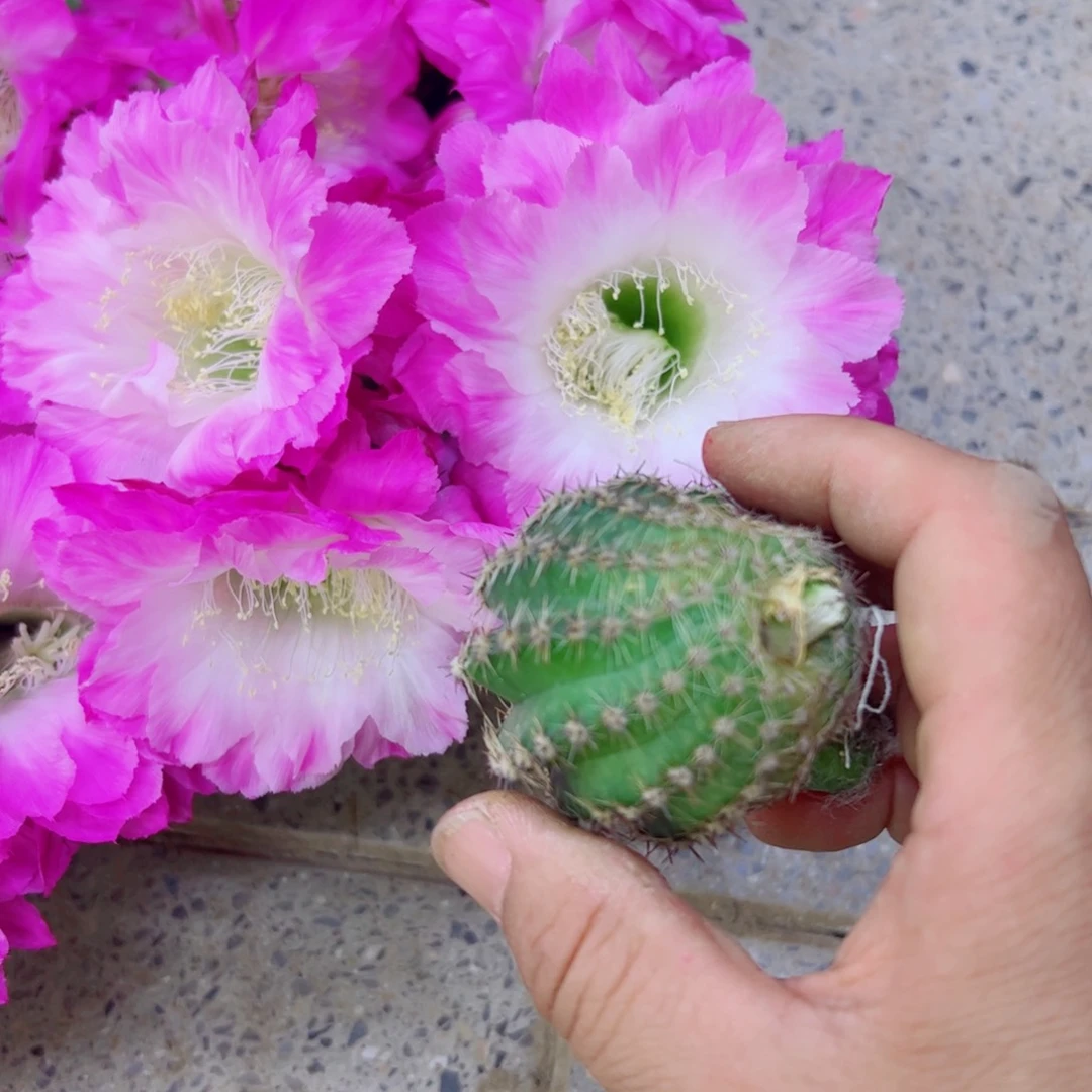 下10彩草105歪无根侧牙4公分左右20包邮