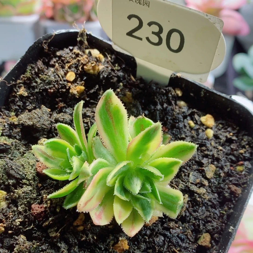 230巴贝图锦 多肉
