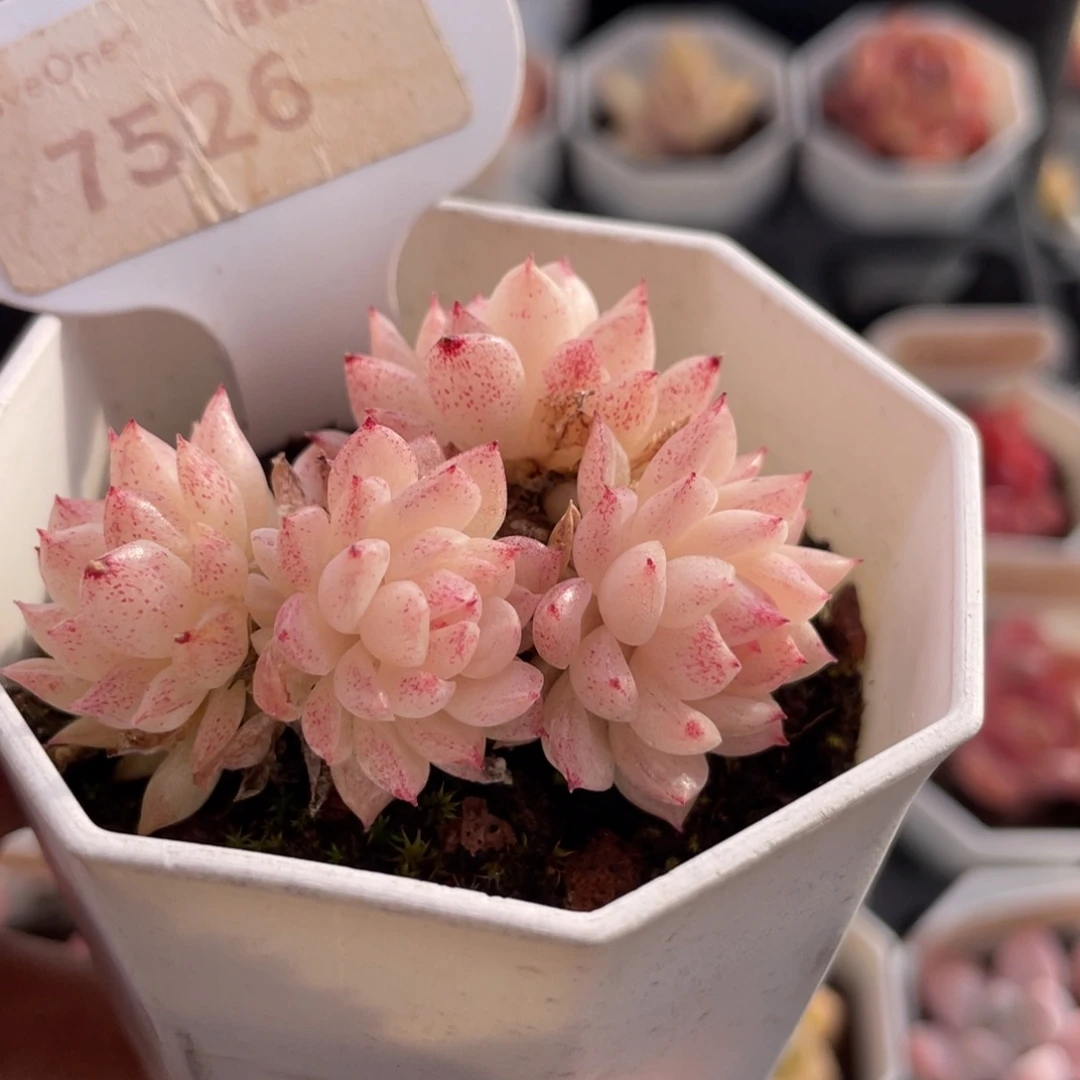 麦秆群7526-5.5厘米