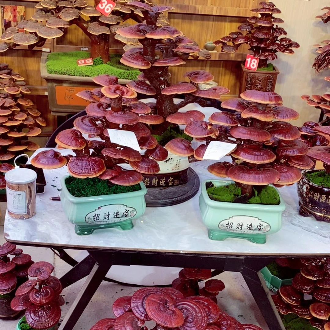 幸***属无花朵发财树发财致富发财暴富