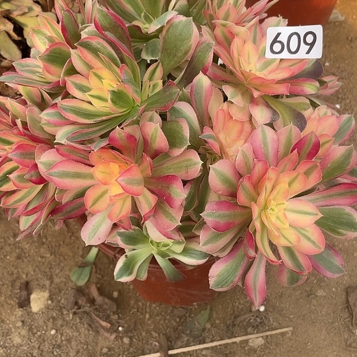 609女神有砍福利的