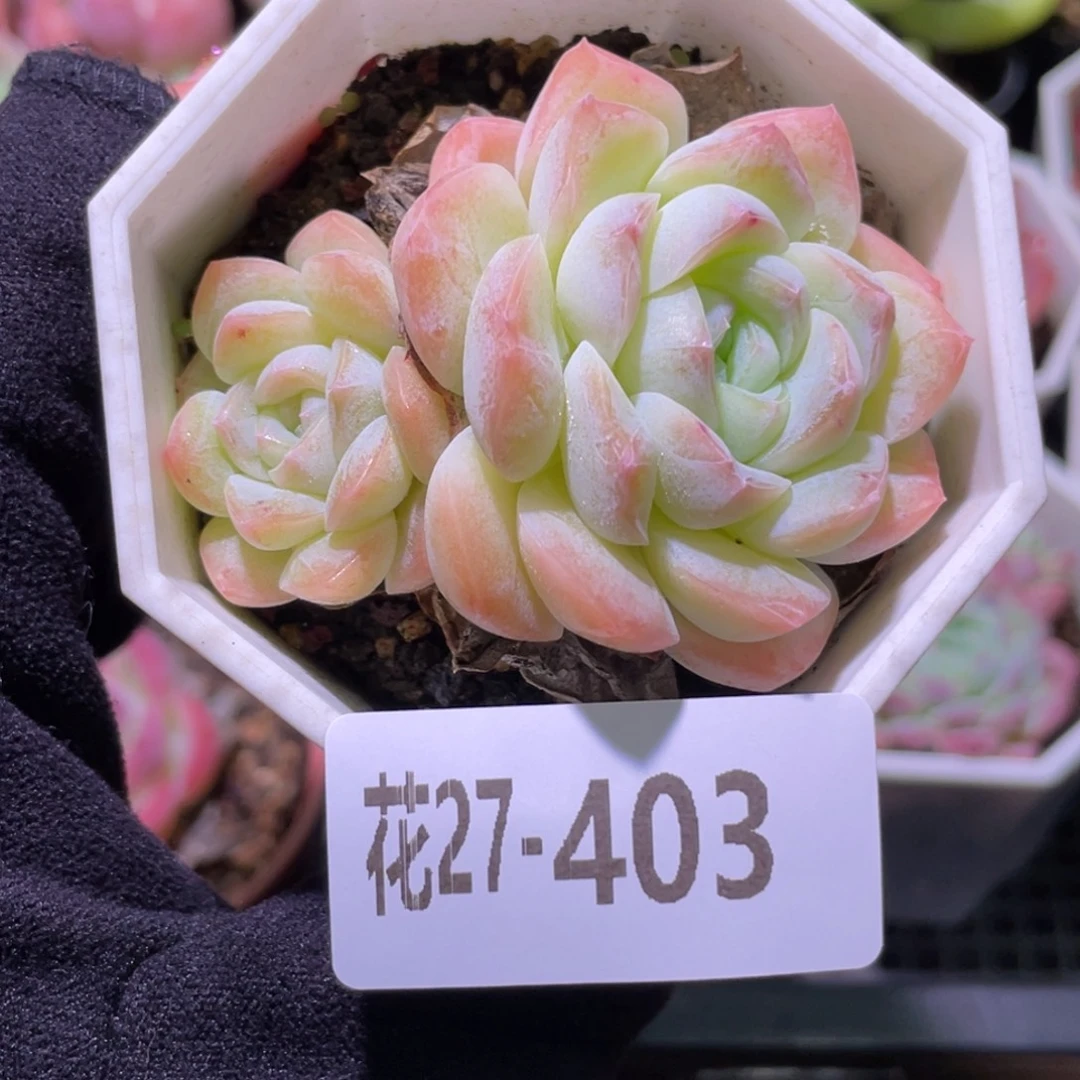 花利美27-403精选糖心