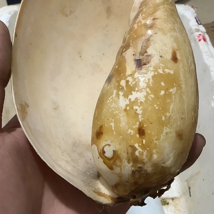 李***耍扇子吃v宝贝宝贝宝贝宝贝宝贝