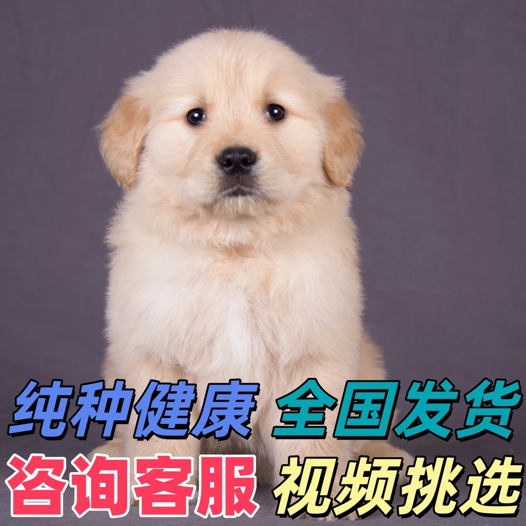 纯种小金毛幼犬狗狗活体正宗