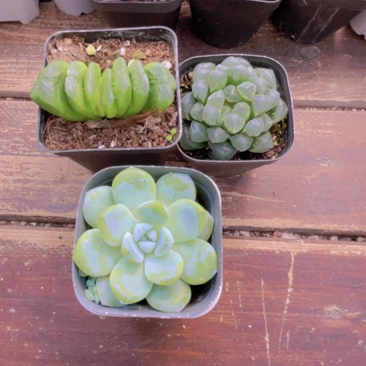 早***休玉扇冰灯 冰玉