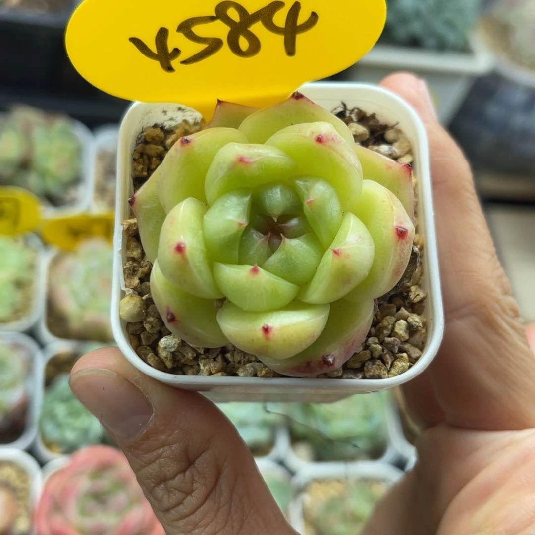 肥圆包珍妮单头4584