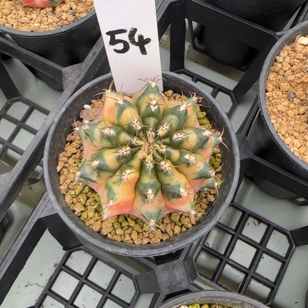 54-0216糖拐杖b脱土发多肉