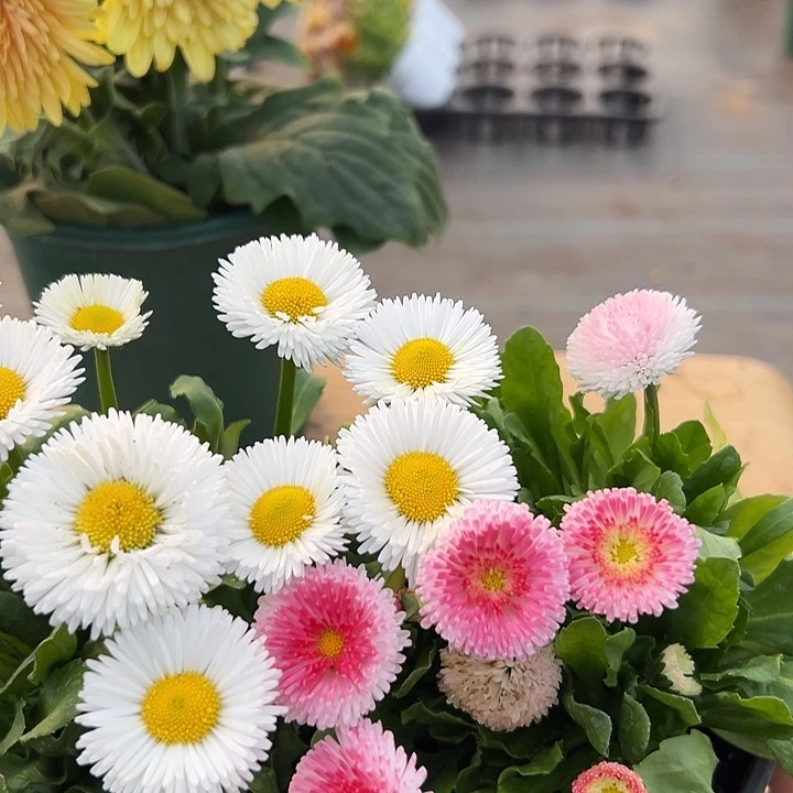 红陶丢****?抖音直播闪拍55