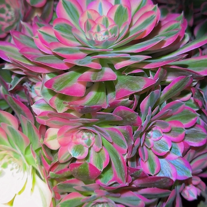 精品粉女郎巨无霸捧花特价福利