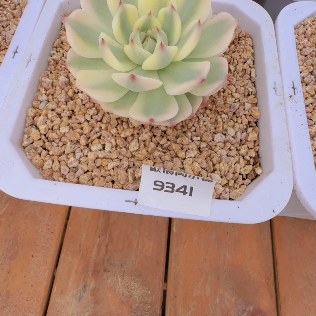 燕***语多肉植物吉娃娃锦9341