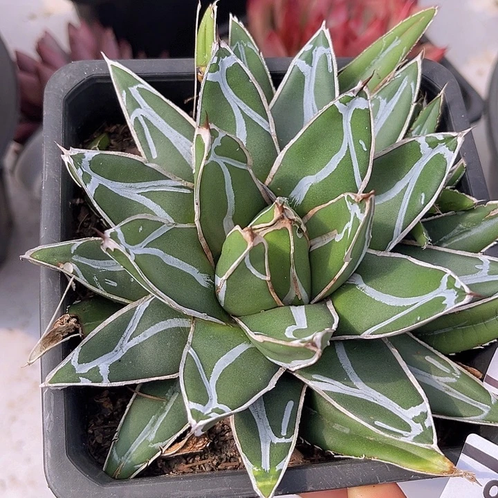 屉之雪1406多肉植物