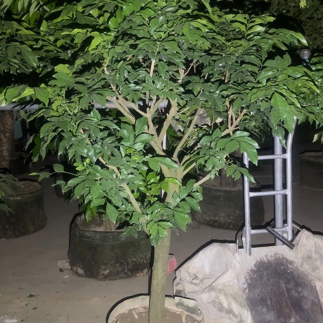 完全开放果树果树111111
