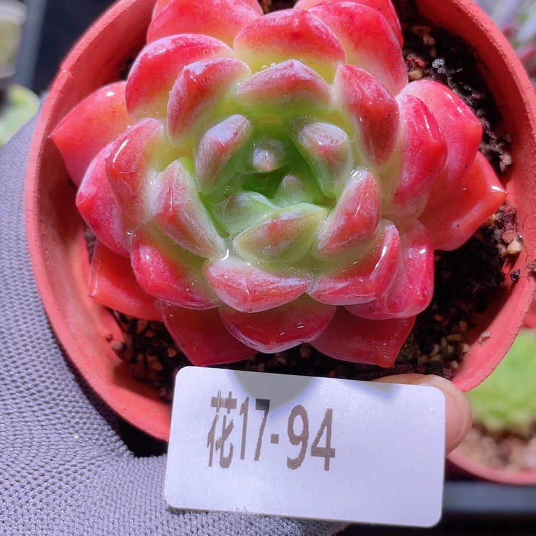 花利美17-94冰糖