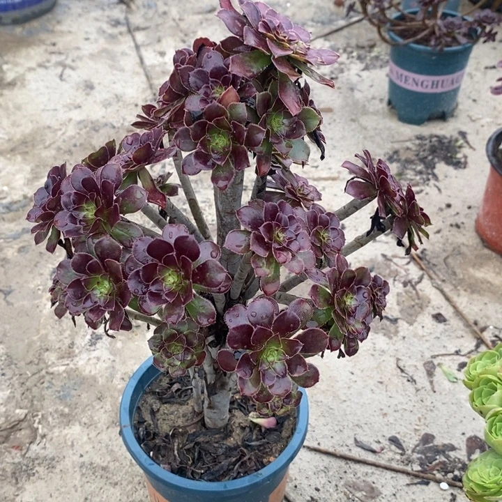 黑法多肉植物045