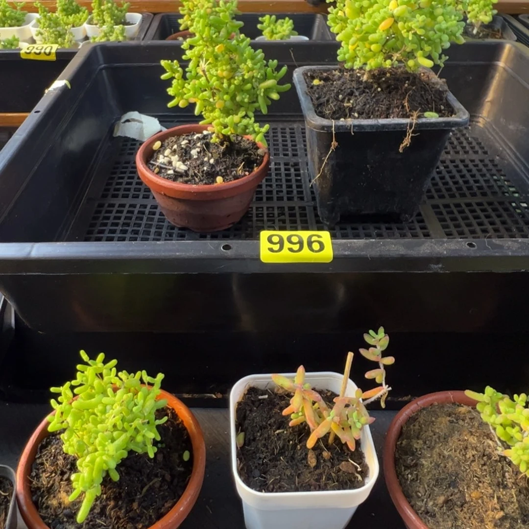 枝干番杏多肉植物996