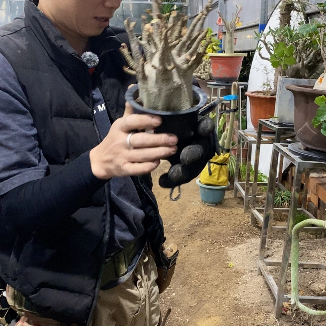 12号拍品。