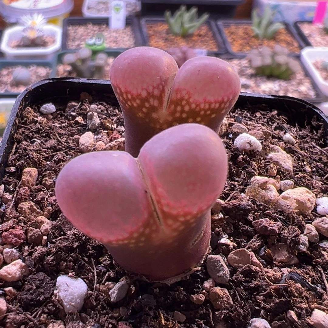 有点干伤介意慎拍