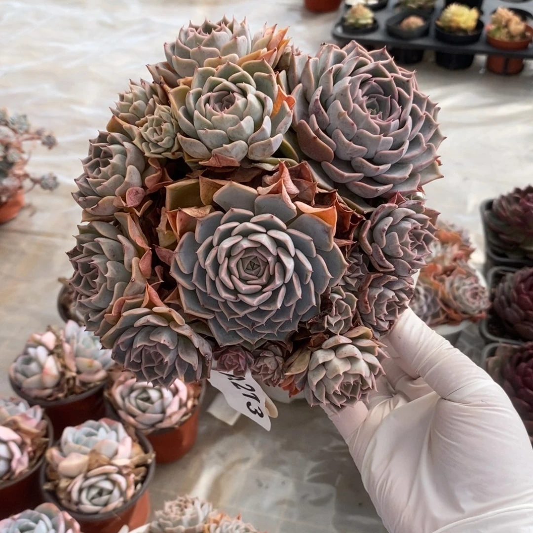 213欧版海琳娜一物一拍