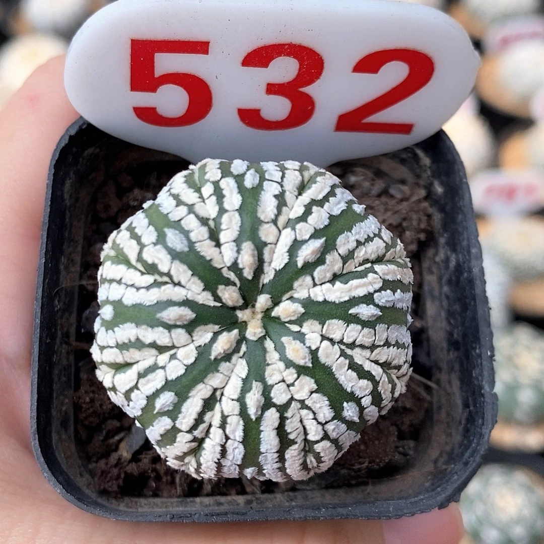 532兜系列产品福利