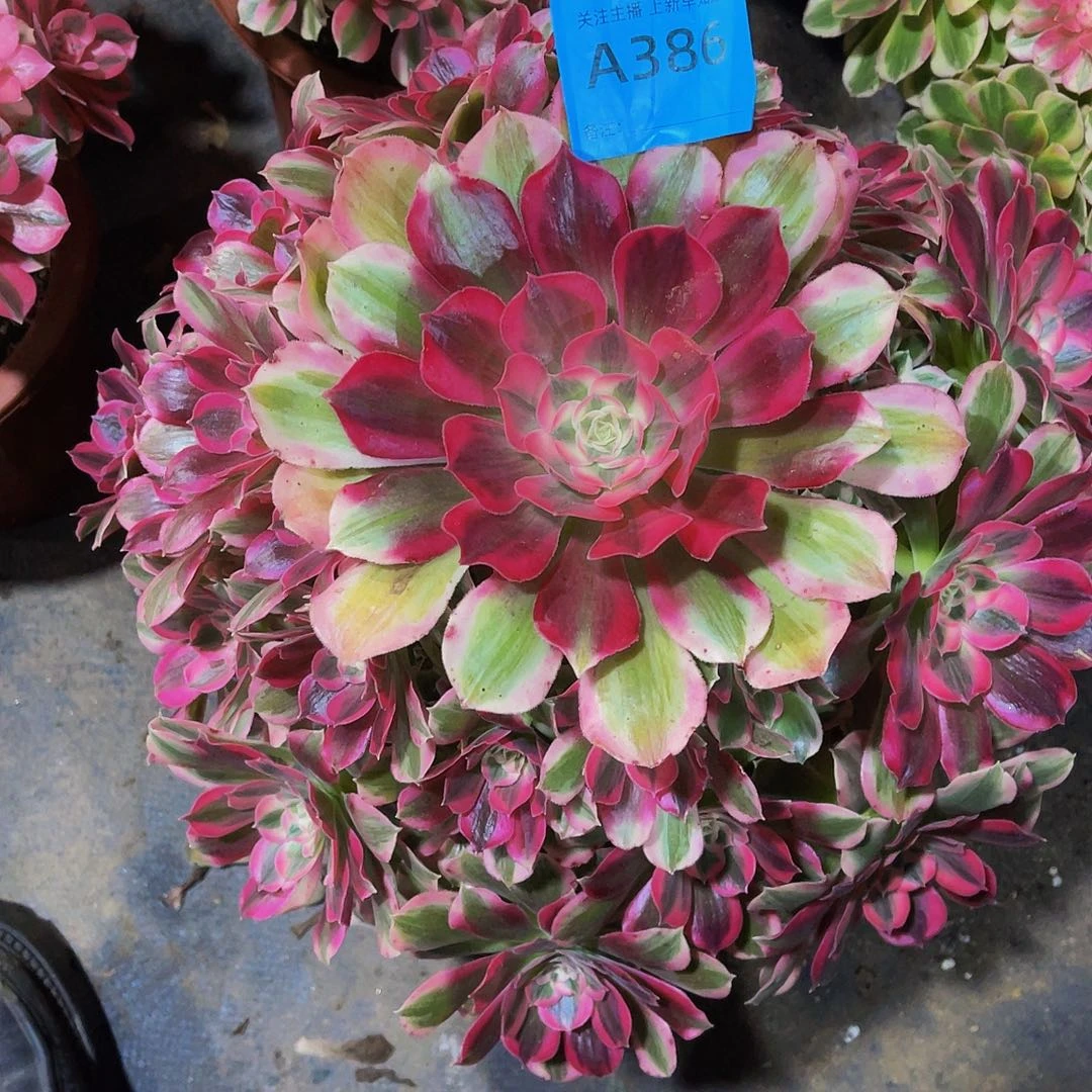 男神386拖土发货