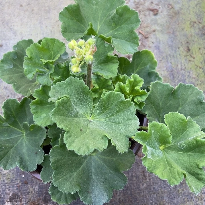 完全开放满月福利款