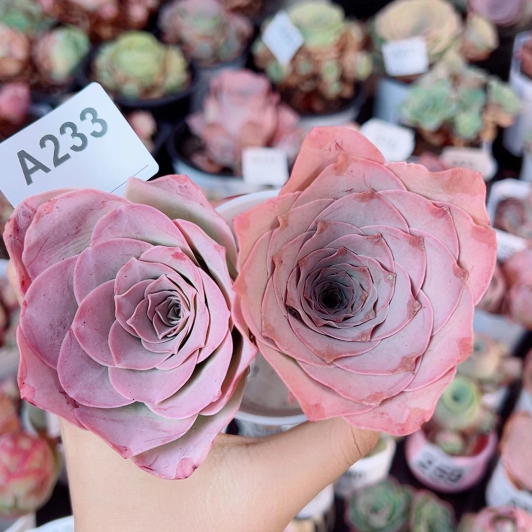 233紫霞仙子大老桩两颗。