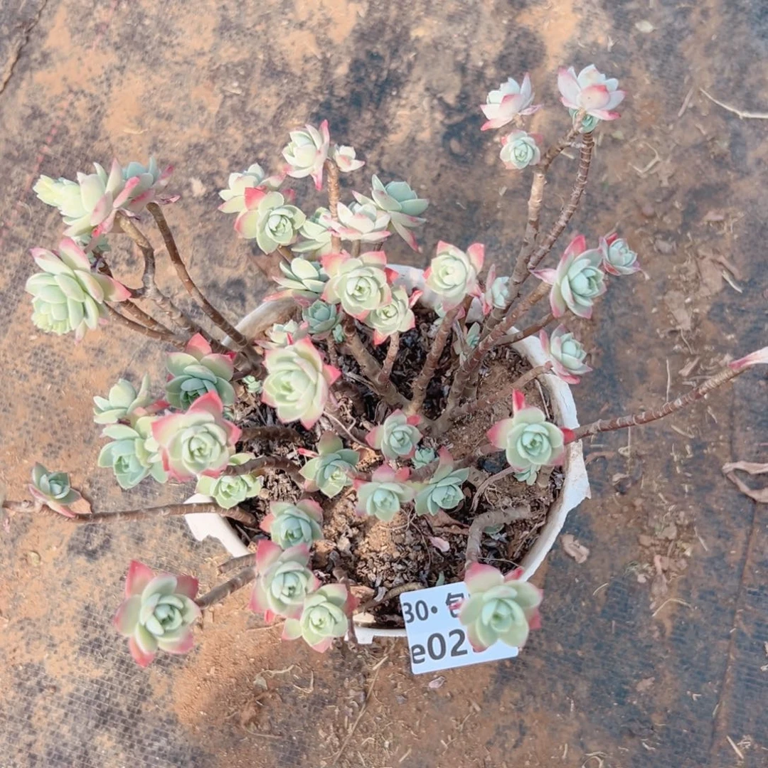 023薄化妆多肉法师