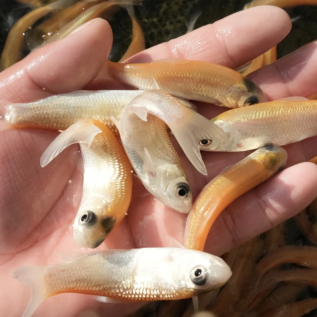金丝草鱼淡水鱼好养易活可观赏各地适宜