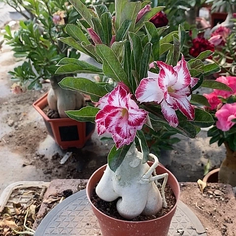 【闪购商品】无花朵小*