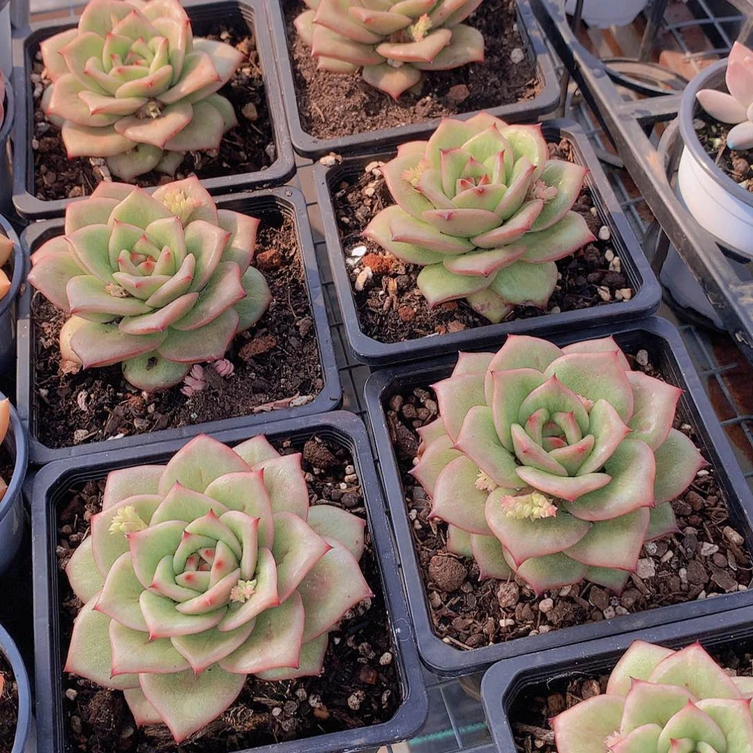 蔷薇锦大号24567899000000