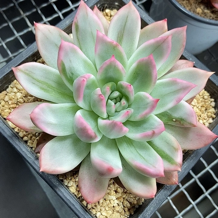 鹰嘴红锦多肉植物