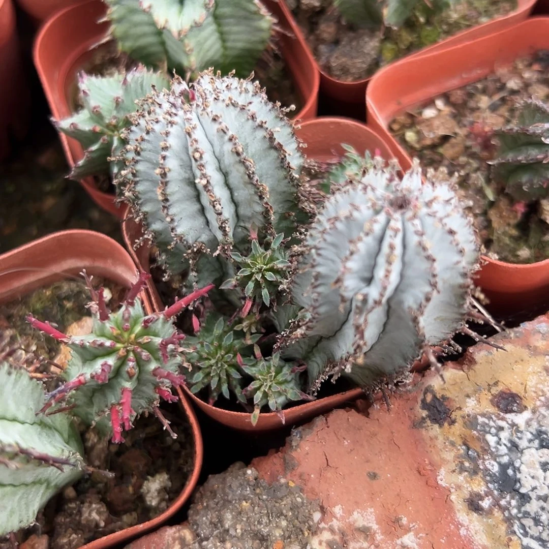 完全开放特白双头gggg