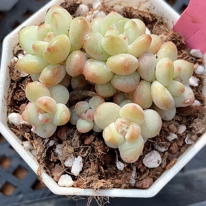 多肉植物阳光玫瑰22