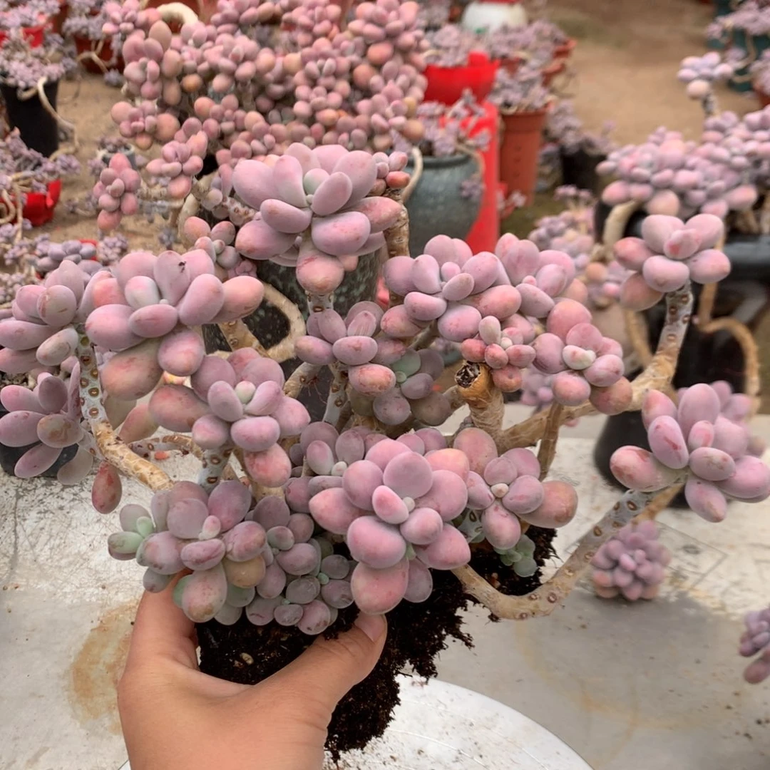 桃蛋老桩有砍11号