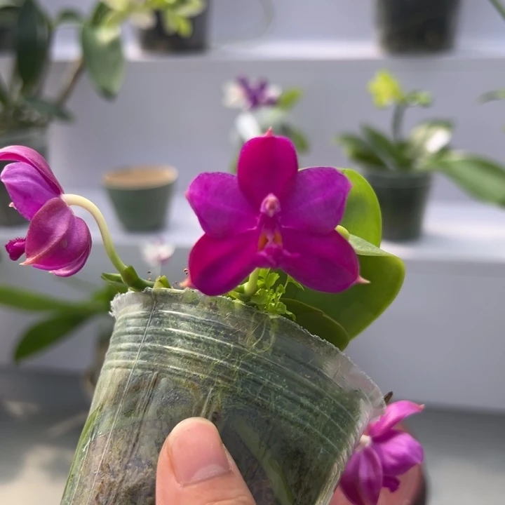 完全开放2.5寸杯BKH2214