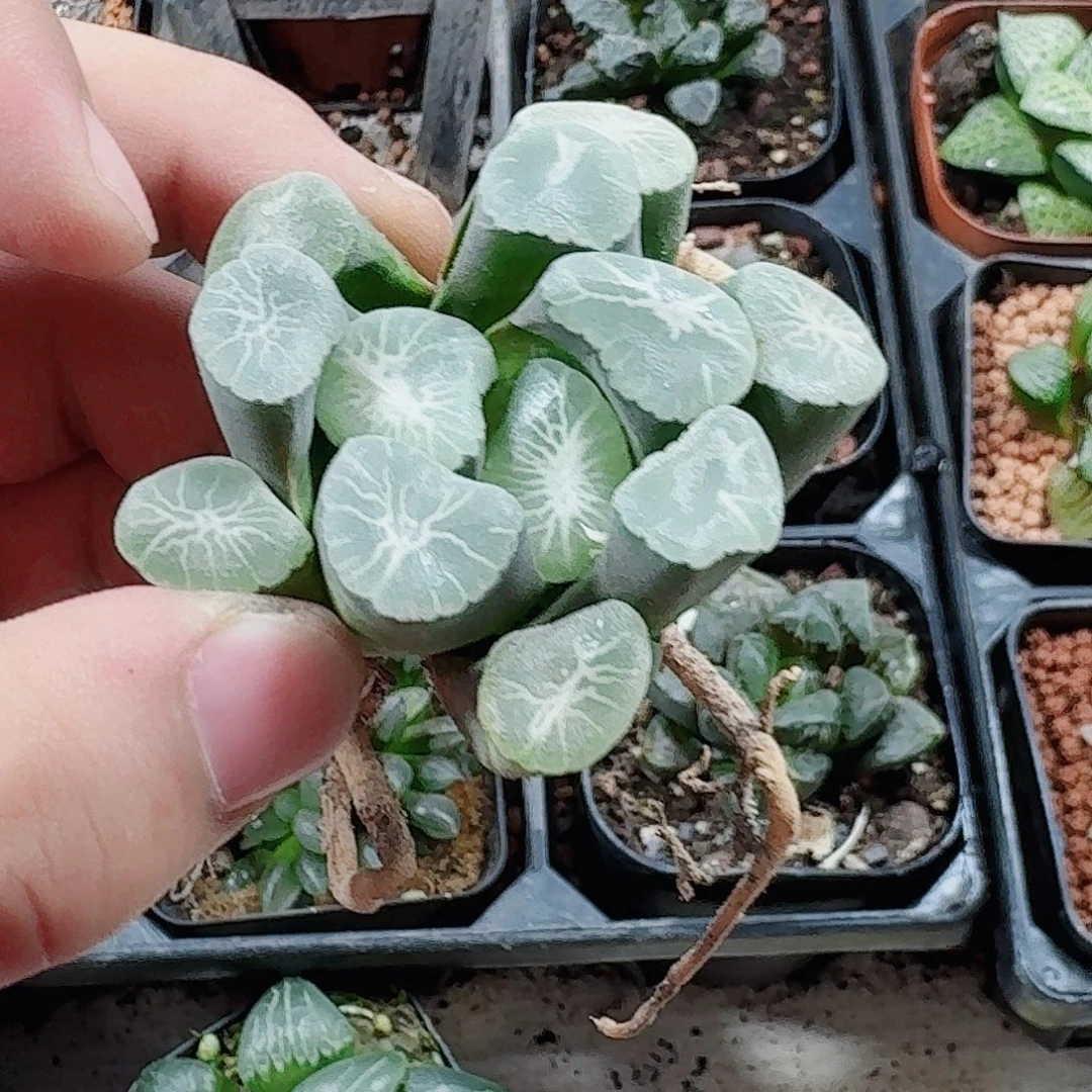 十二卷福利活动裸根