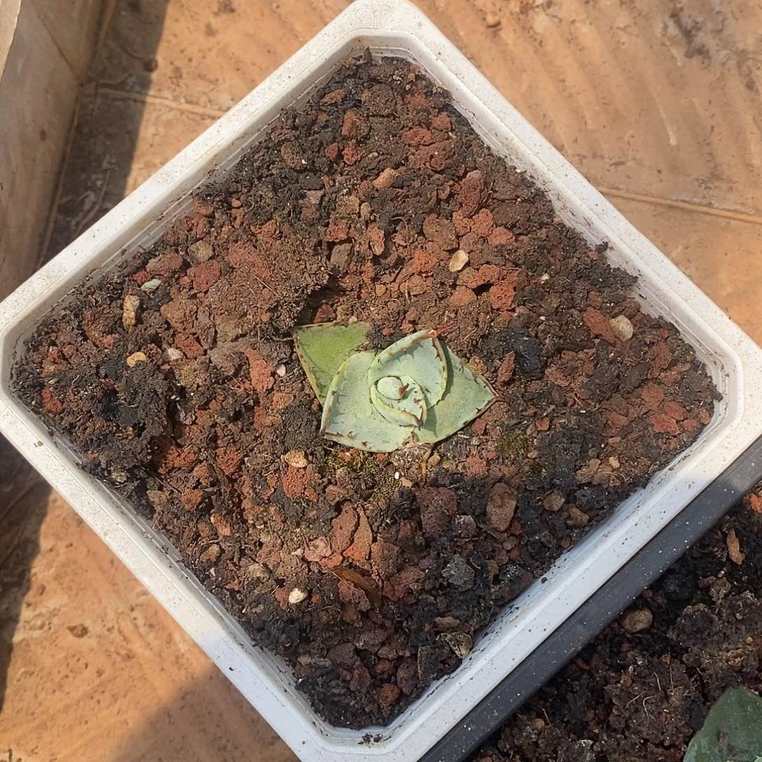 曼陀罗龙舌兰高级灰1