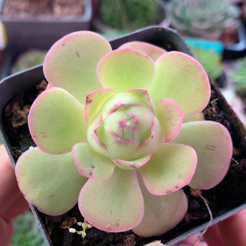 【闪购商品】蝶恋花755