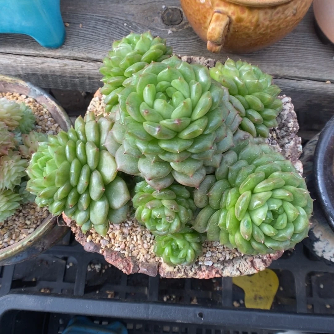 一代灯泡珍妮群生。