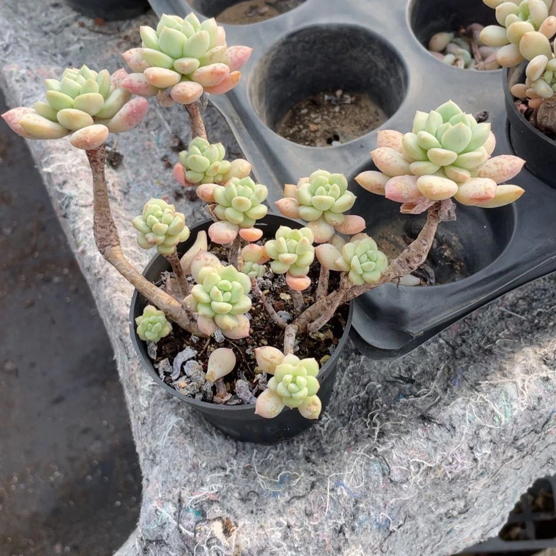 0405 原始泡泡糖  六月六